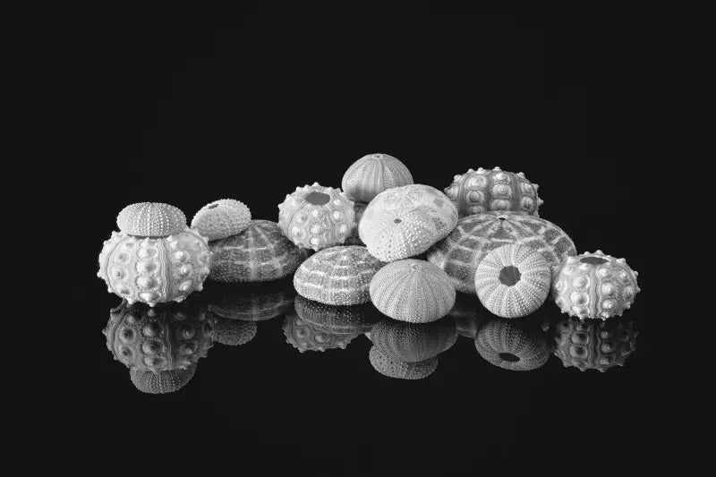 Coastal Serenity Monochrome Glass Art Featuring Sea Urchins - Large 15.6 x 20.8 - Prints