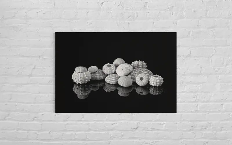 Coastal Serenity Monochrome Glass Art Featuring Sea Urchins - Prints