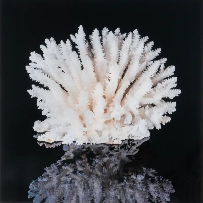 Coral Elegance on Glass Print (Square) - Small 5.5’’ x - Shell Prints