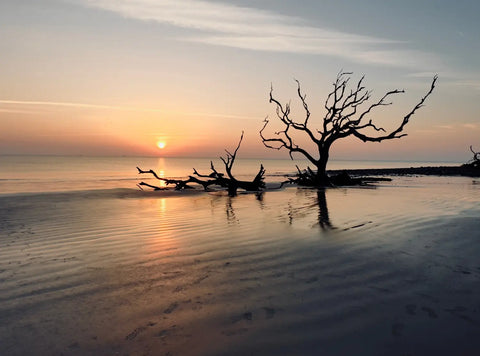 Dead tree with twisted branches in shallow water at sunrise for stunning beach photos.