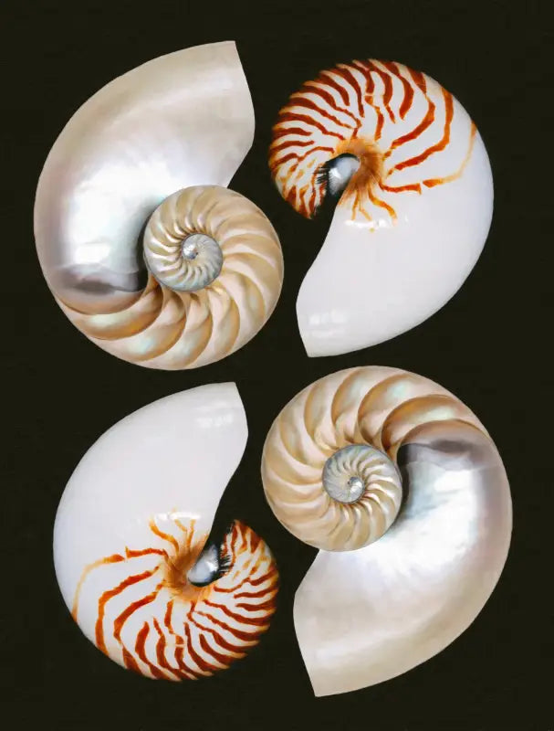 Four Halves of Nautilus - Unique Glass Print Art for Ocean Decor - Small 4.8’’ x 6.4’’ - Coastal Prints