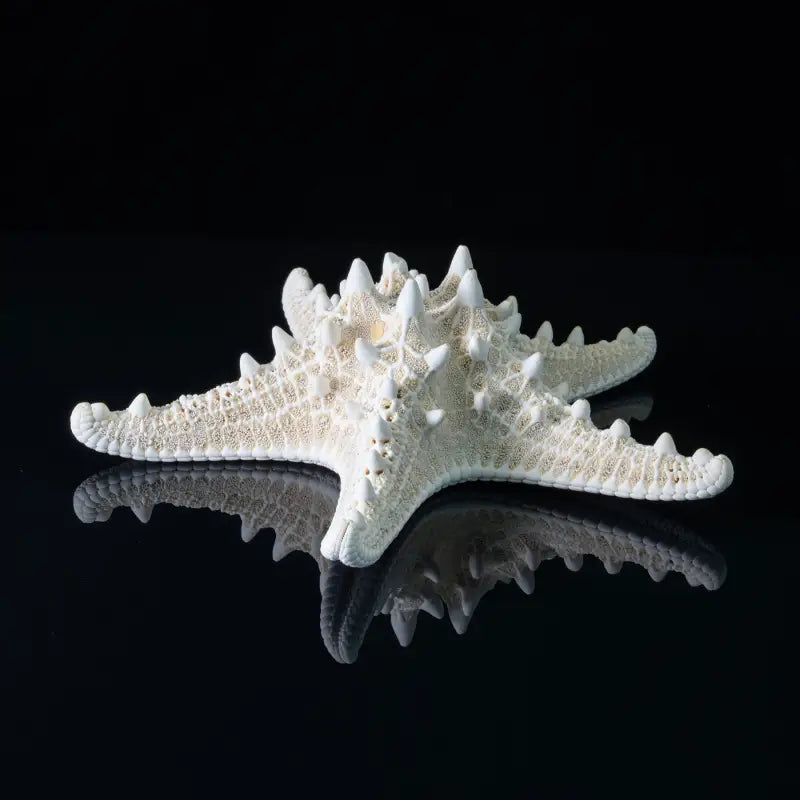 Knobby Starfish Oceanic Glass Artwork - 11’’ x - Shell Prints