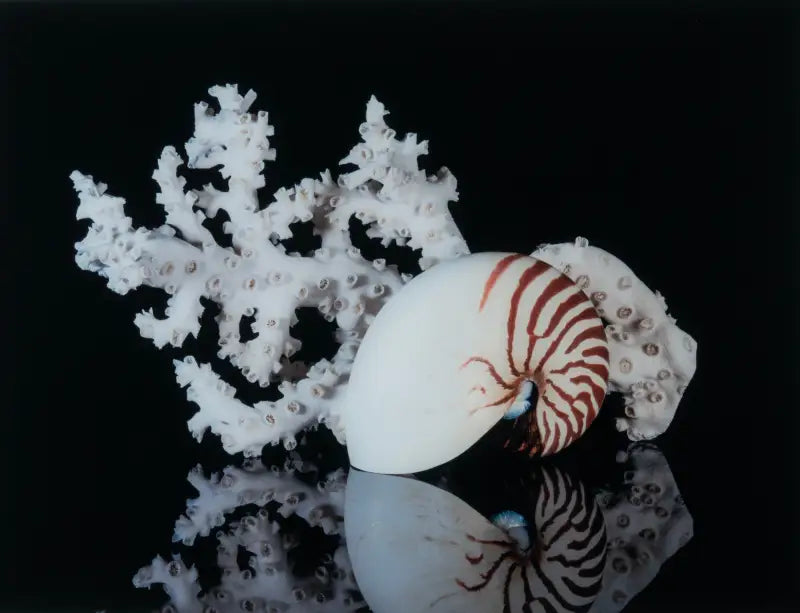 Oceanic Harmony: Nautilus & Octopus Coral Glass Art - Large 15.6 x 20.8 - Shell Prints