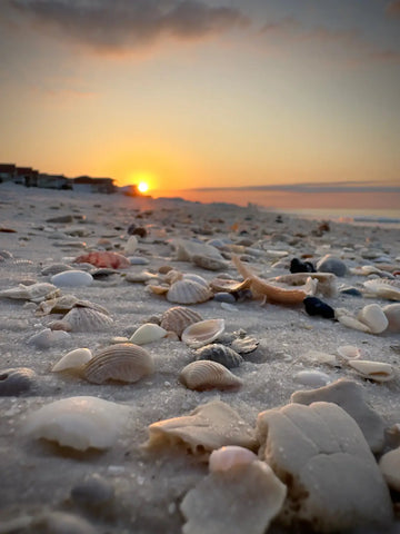 Seashells on sandy beach at sunset for stunning beach photos with iPhone beach photography.